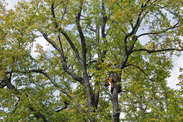 Trusted Ripley, TN Tree Services Experts