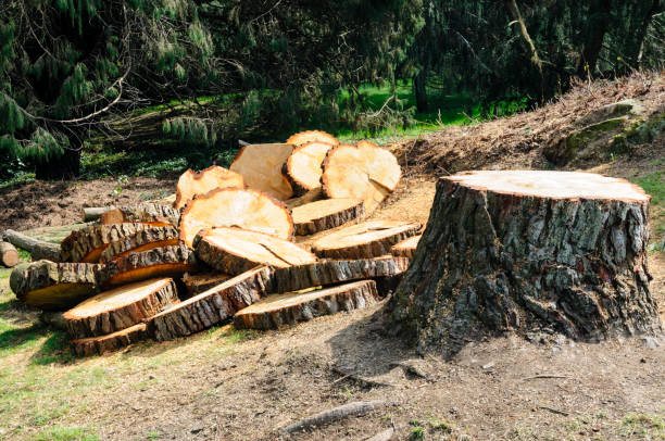 How Our Tree Care Process Works  in  Ripley, TN